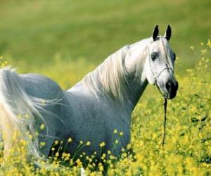 yapboz Alanında Arap atı, beyaz